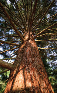 Holz - der kologische Baustoff